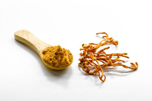 Cordyceps Mushrooms