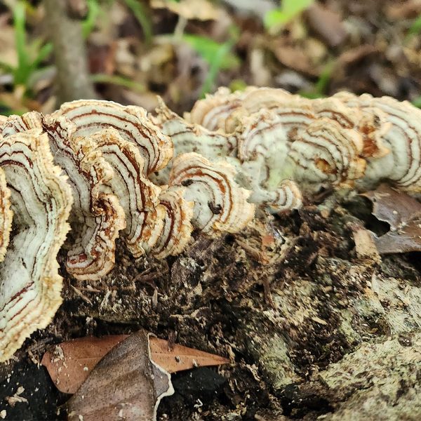 turkey tail mushrooms on a log 02