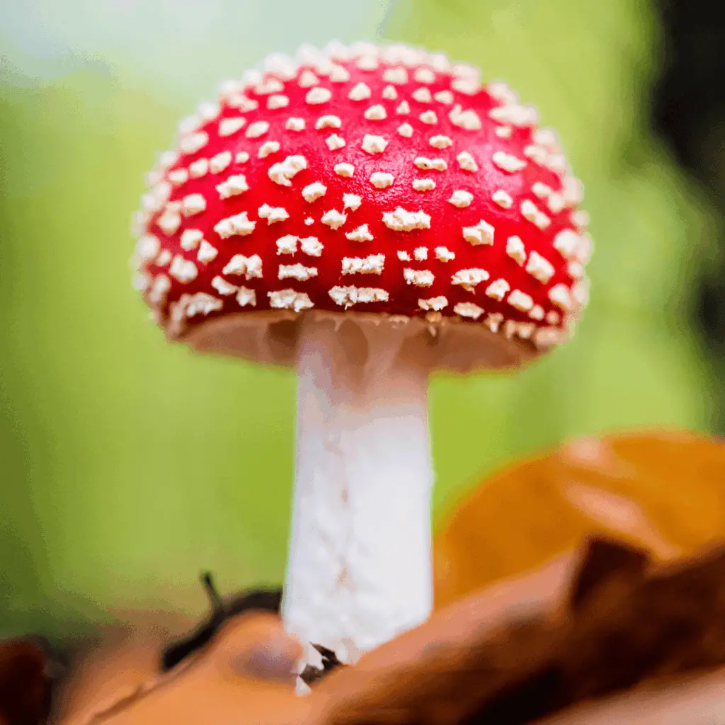 Amanita Muscaria benefits