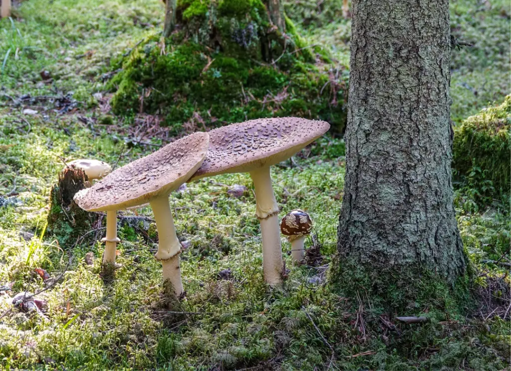 Fully Mature A. Regalis