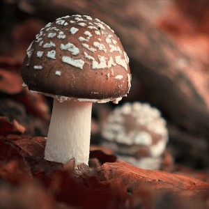 Amanita Regalis with brown cap and white spots