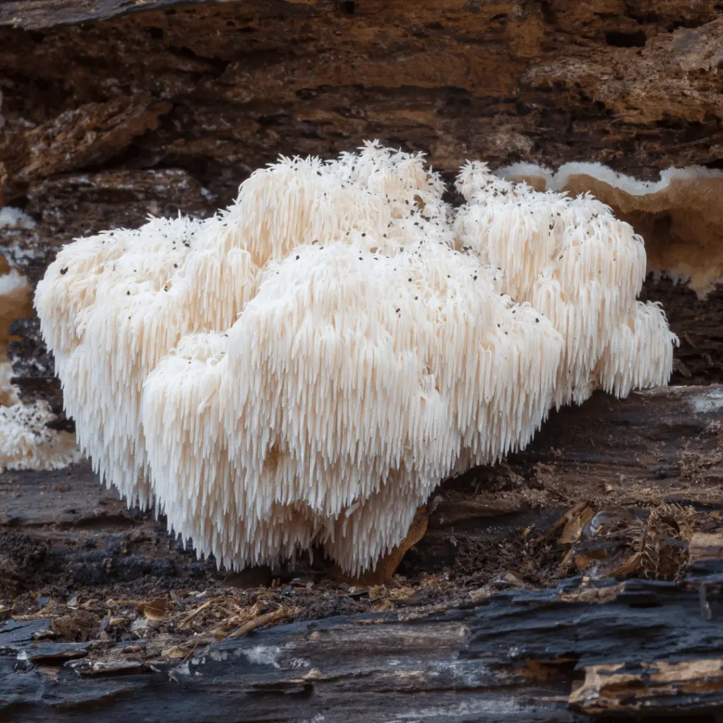 Lion's Mane Mushroom