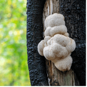 Lion's Mane Mushroom growing on an oak tree