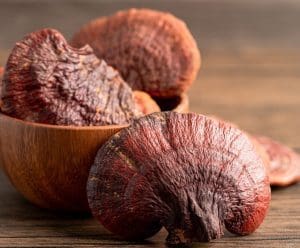 group of reishi mushrooms