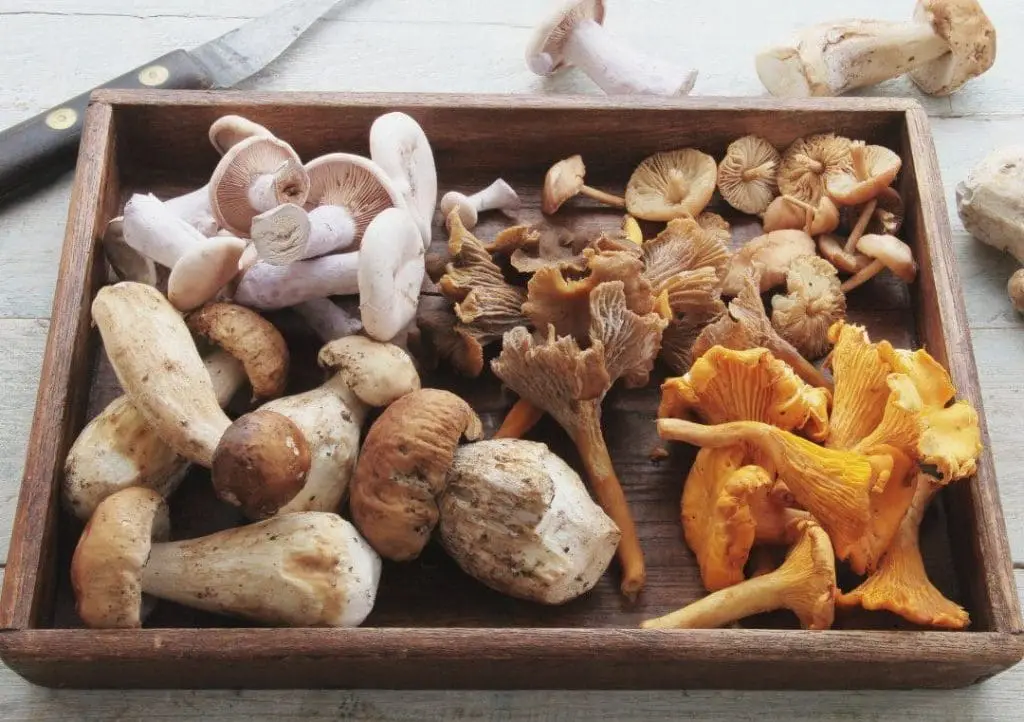 functional mushrooms