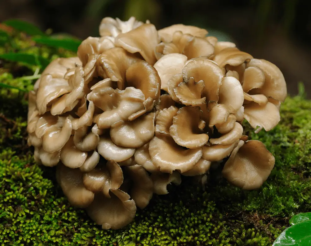 Maitake mushrooms