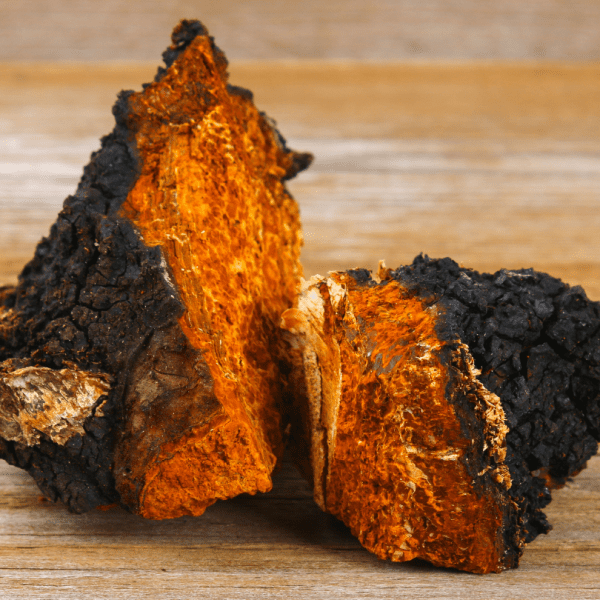 raw chaga mushrooms