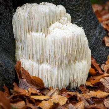 Lion's Mane mushroom growing in the wild