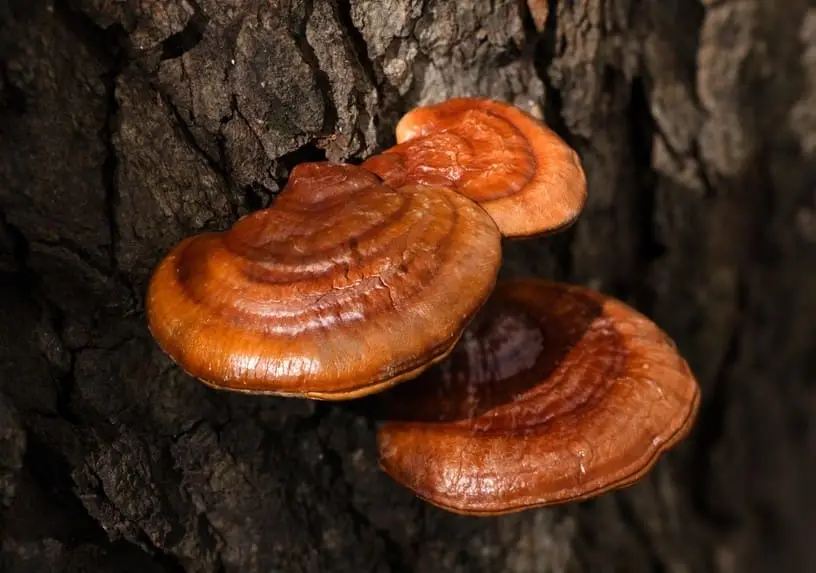 Reishi mushrooms in the wild